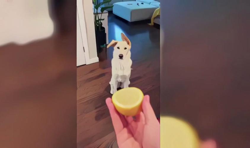 狗狗不能吃哪些水果