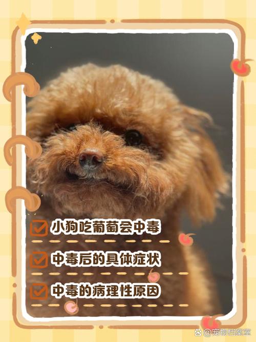 比熊狗不能吃哪些水果