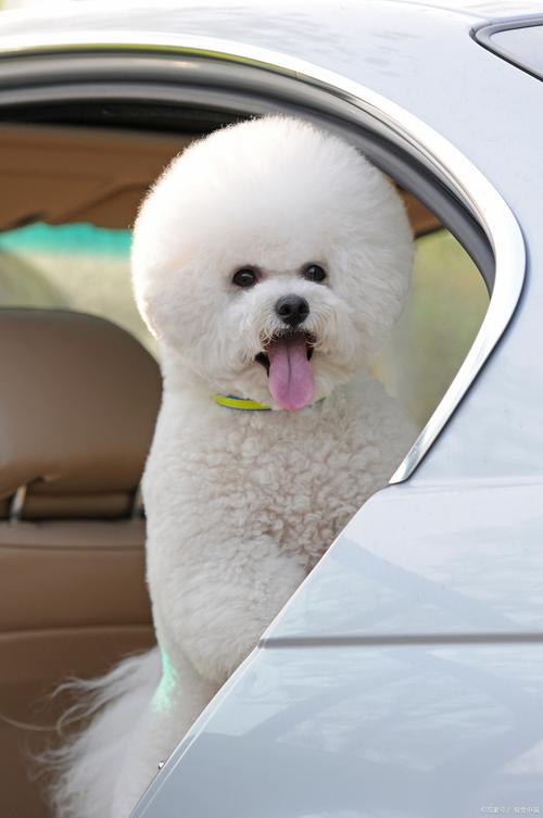 比熊狗四个月能吃什么水果?