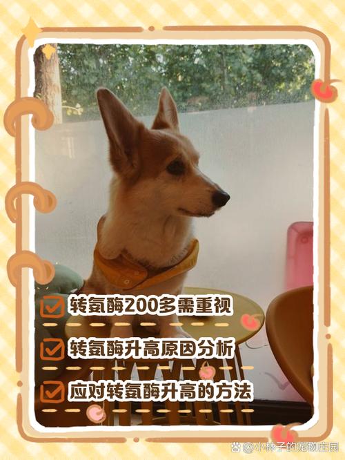 狗crp200多久能降下来