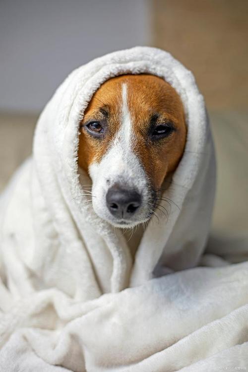 夏天狗狗发抖像打冷颤