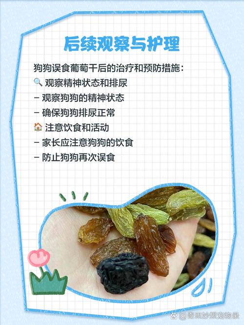 狗吃了葡萄干该怎么办