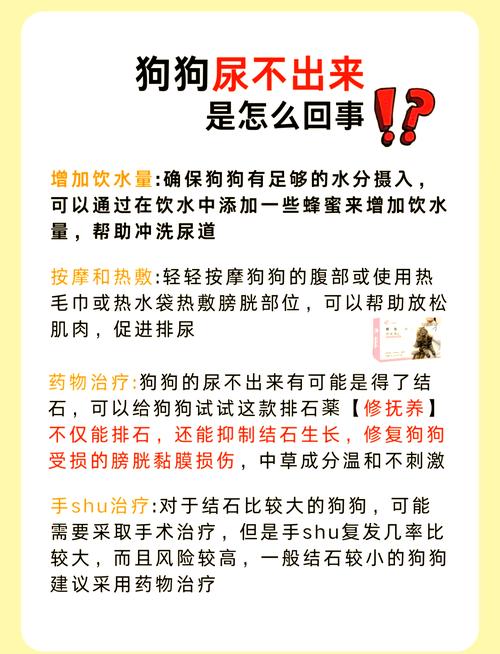 狗狗尿不出来滴尿是什么原因?