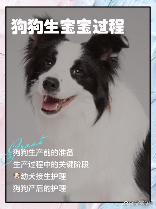 狗狗刚生完小狗怎么办