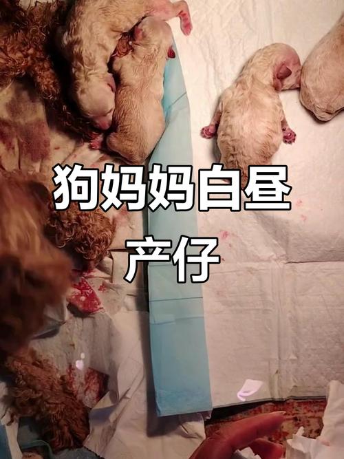 狗妈妈刚生完小狗,可以送回去吗?