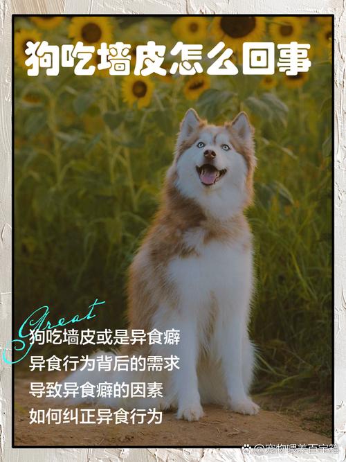 狗狗可以吃猪皮吗