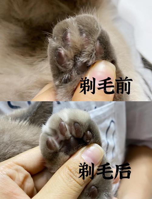 猫咪的脚毛需要修剪吗