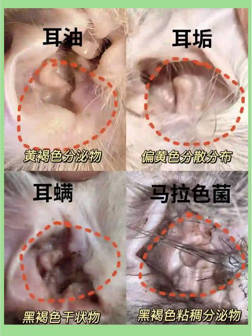 怎么区分猫耳螨和猫咪耳朵脏?