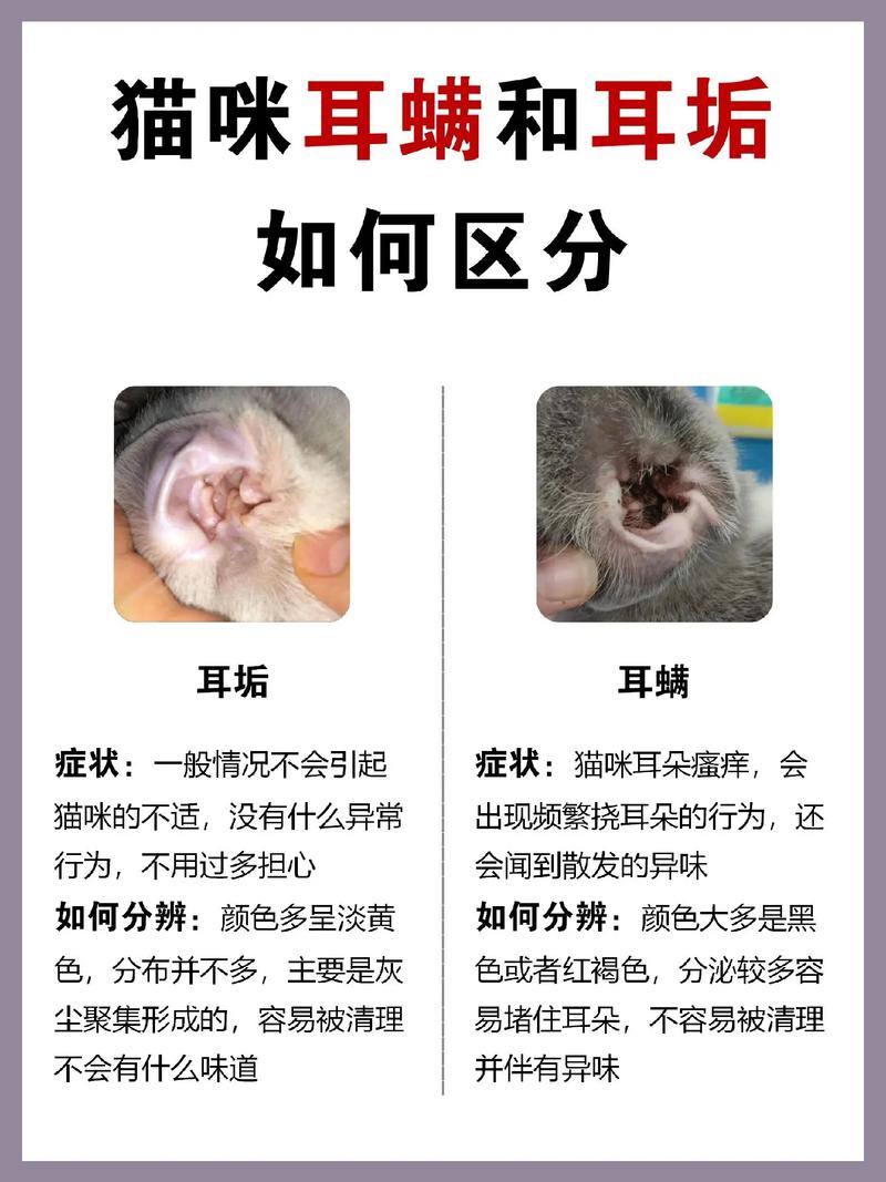 猫耳朵脏和耳螨的区别