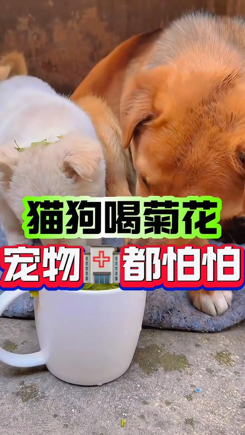 狗狗体内有火怎么排出来