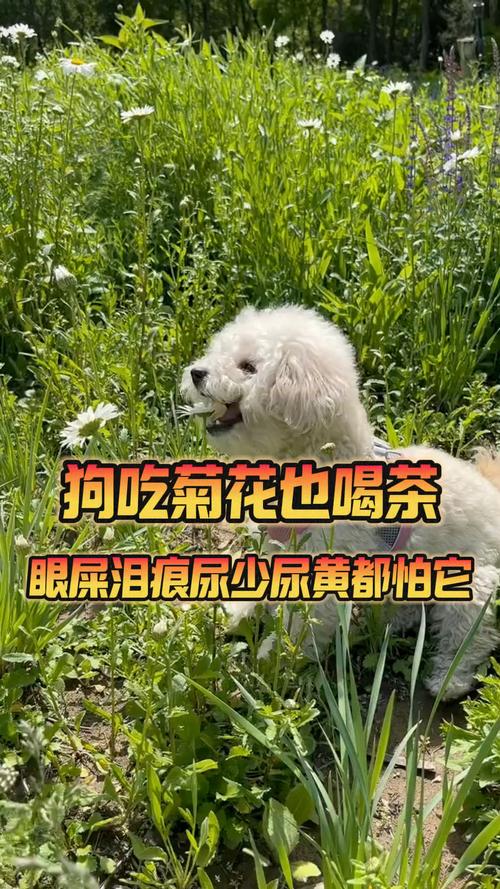小狗上火吃什么可以去火?