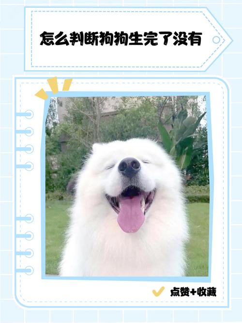 狗下崽怎么判断生完了