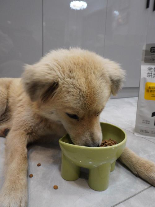 狗狗吃了猫粮会怎么样?