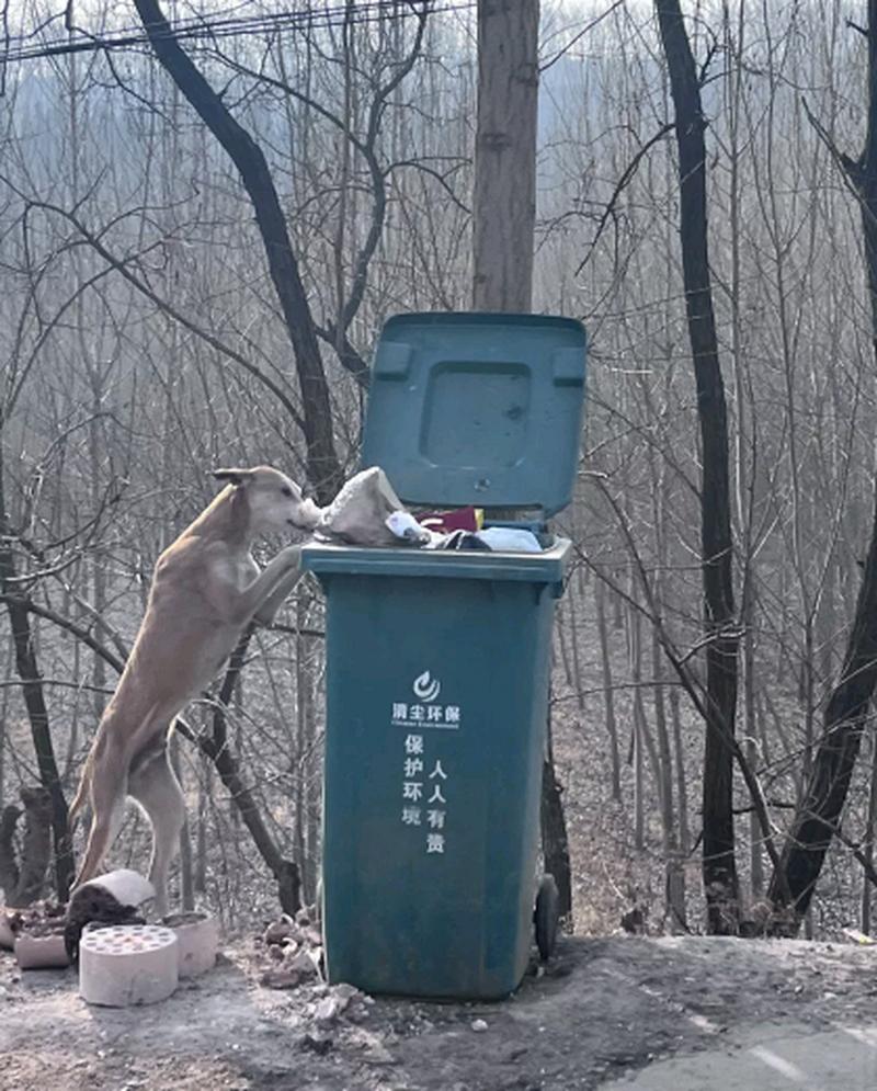 家里的威玛猎犬为何总翻垃圾桶?
