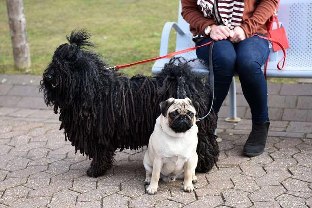 史奇派克犬总是乱翻垃圾桶,该怎么教育?