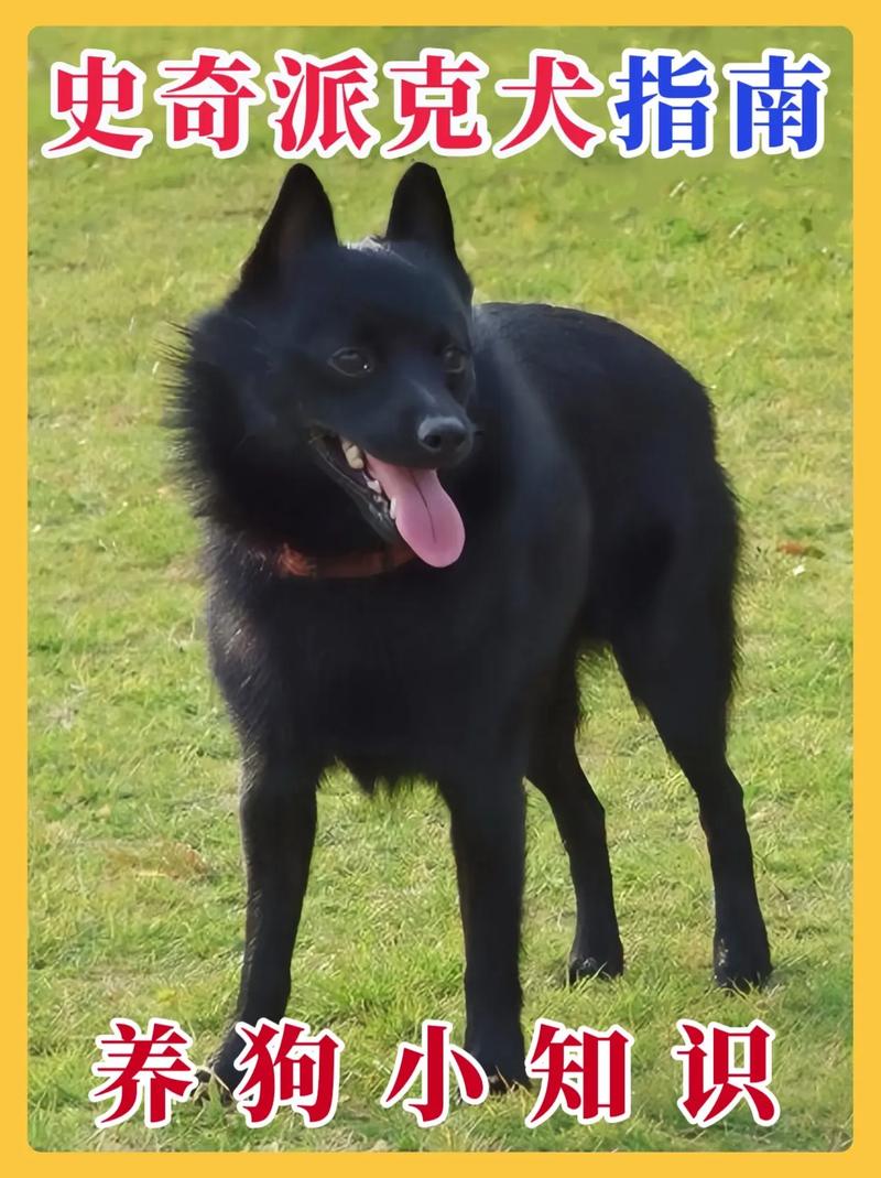 大丹犬总是乱翻垃圾桶,该怎么教育?