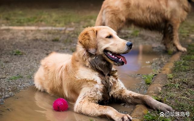 狗狗如何训练不翻垃圾桶?