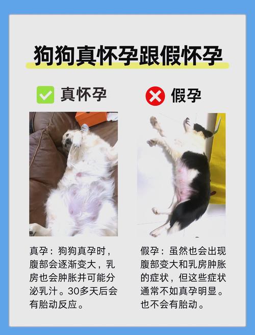 怎么辨别狗狗怀孕了