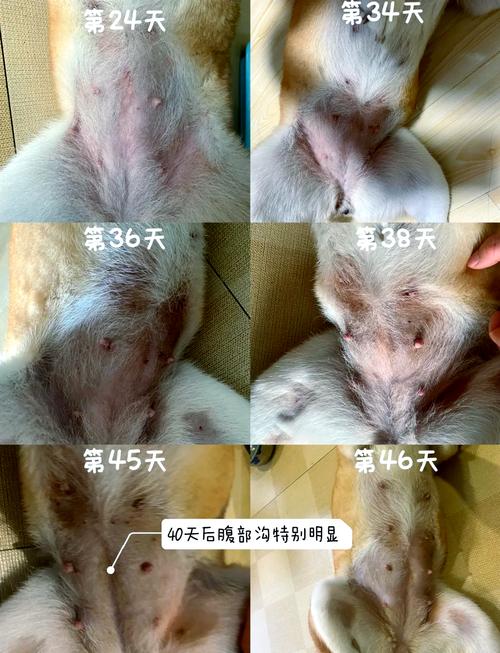 狗怀孕1至60天变化