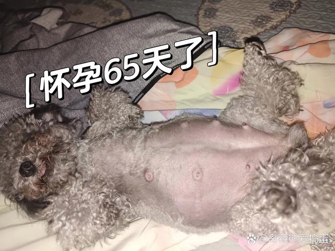 泰迪怀孕的症状是什么