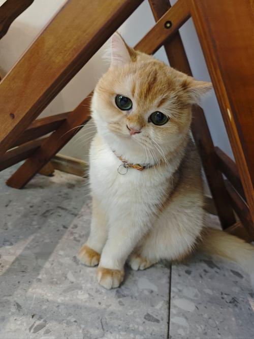 前十最可爱的猫排名