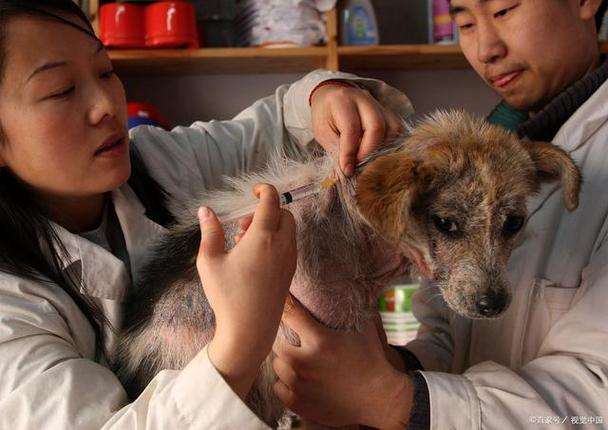 南京带狗狗打狂犬疫苗应该去哪里