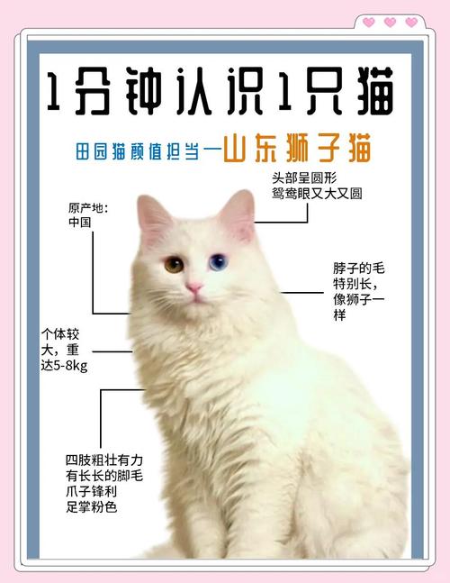 山东狮子猫白内障如何治疗