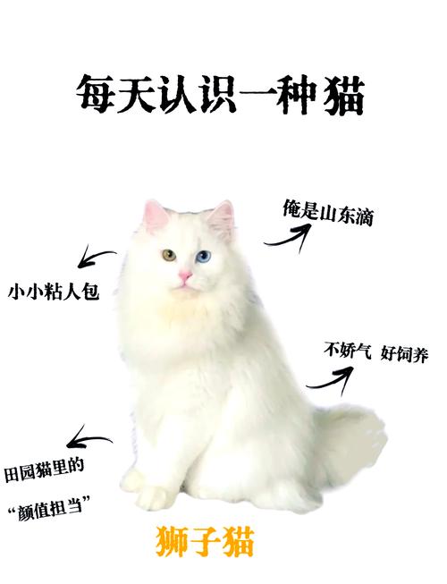 猫咪白内障的原因和治疗方法