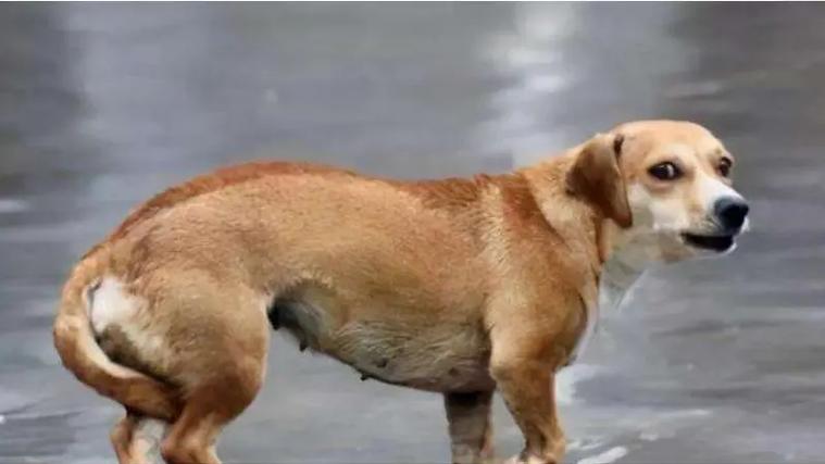 狗狗夹着尾巴是什么意思呢?