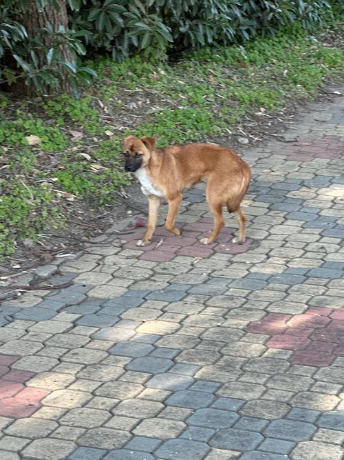 狗狗突然夹尾巴到处躲是怎么回事