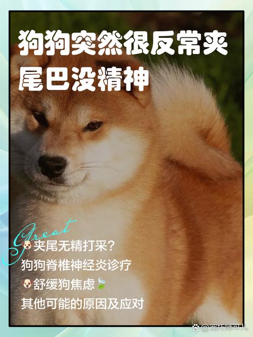 狗狗突然夹尾巴没精神,该怎么办