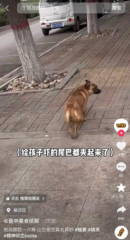 狗狗突然夹尾巴到处躲