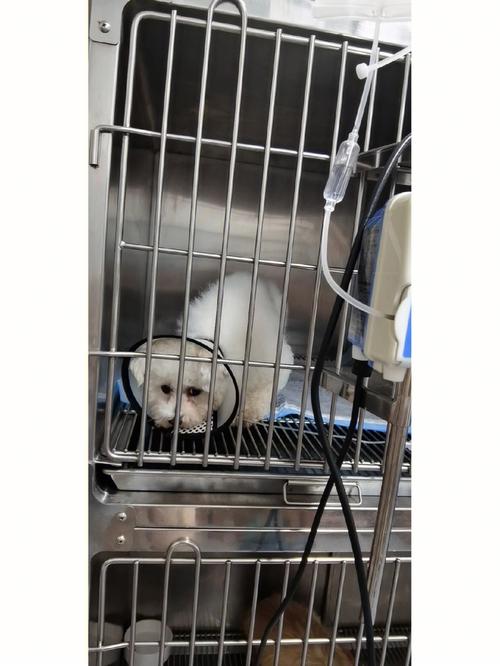 ...头也抬不起来了。兽医说是神经的事,给打了一针封闭针。