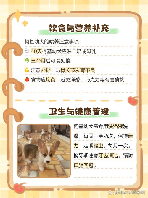 40天的小狗怎么喂养?