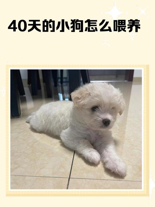 刚出生四十天的小狗狗应该如何养