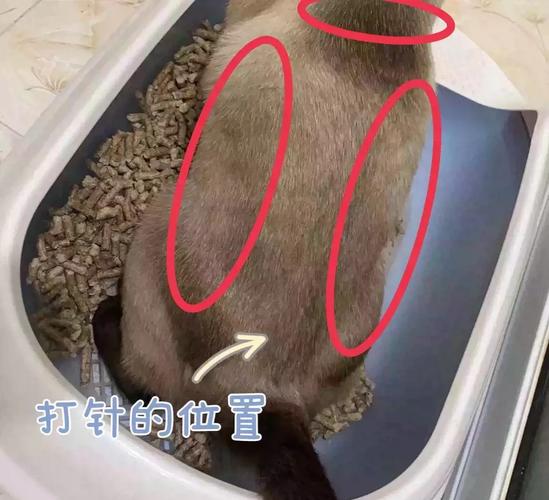 怎么给猫咪打针