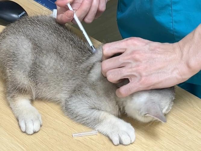 在家怎么给猫打针