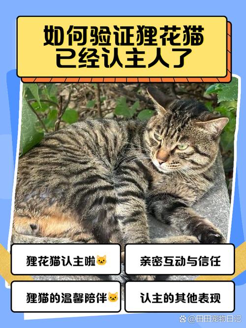田园猫认主人吗