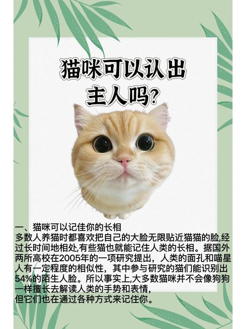 喂养的猫会认主人吗