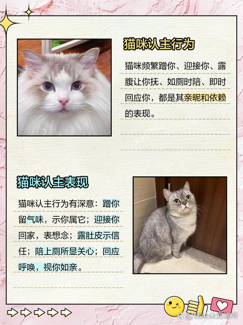 猫会认家人吗?