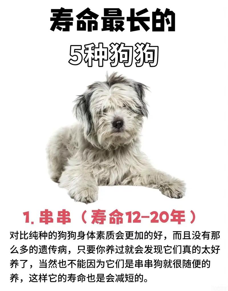 哪些狗狗寿命最长