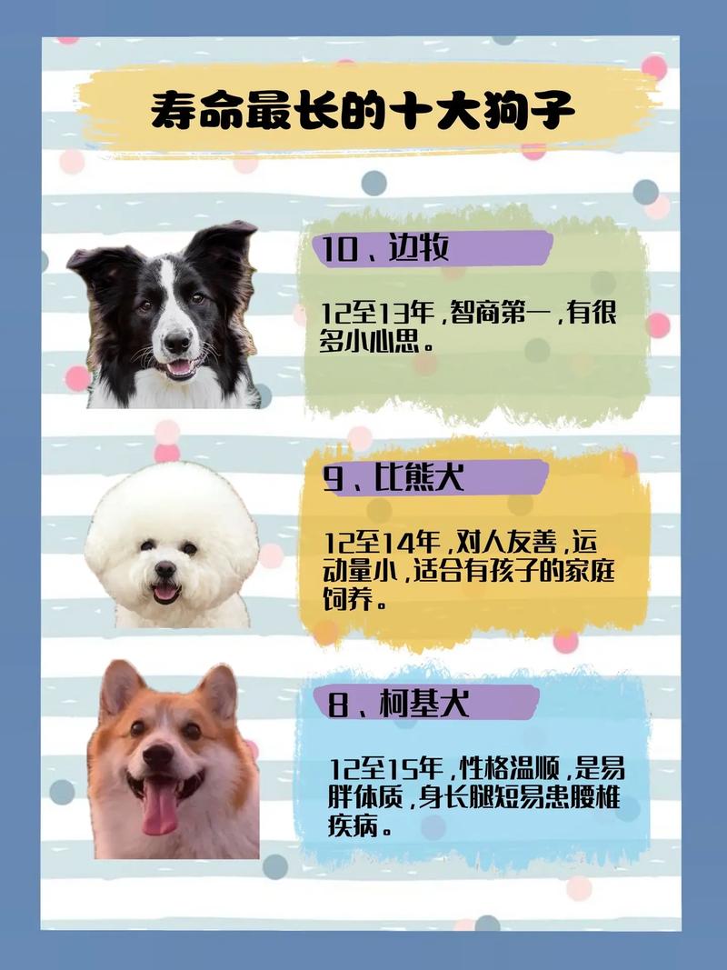 狗界值得养的7种狗,寿命长,还特别好养