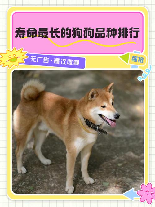 什么品种的狗狗寿命最长?