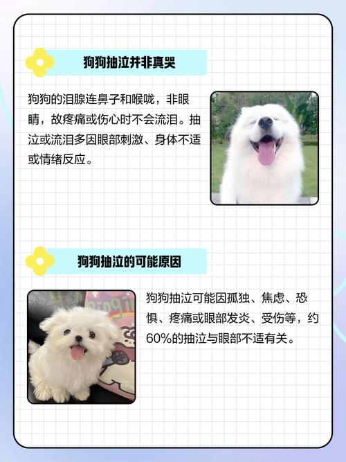 狗狗梦里抽泣是为什么