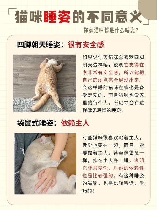猫咪四脚朝天躺着是什么原因