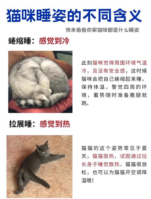 猫咪的五种睡姿代表对主人不同的信任度?