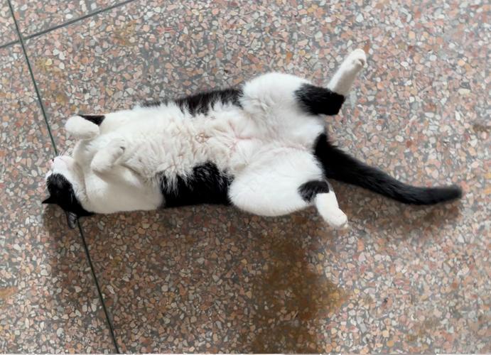 猫为什么总是喜欢四脚朝天睡觉