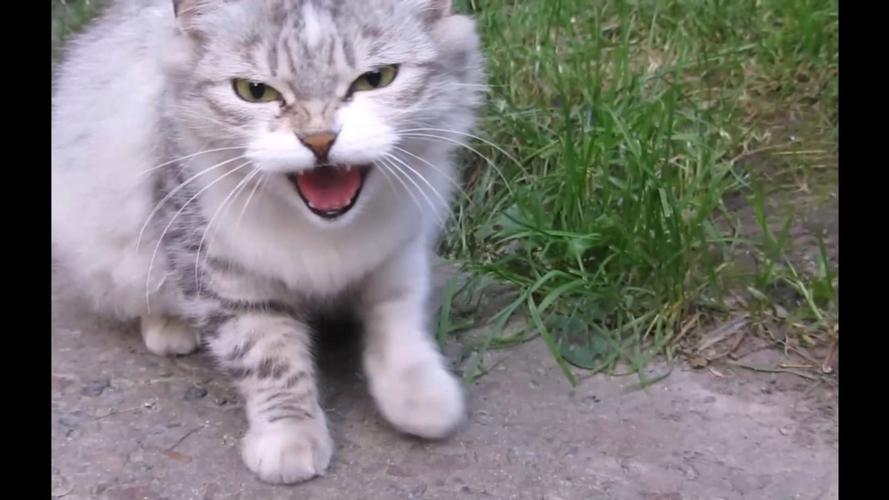 猫咪害怕主人的表现