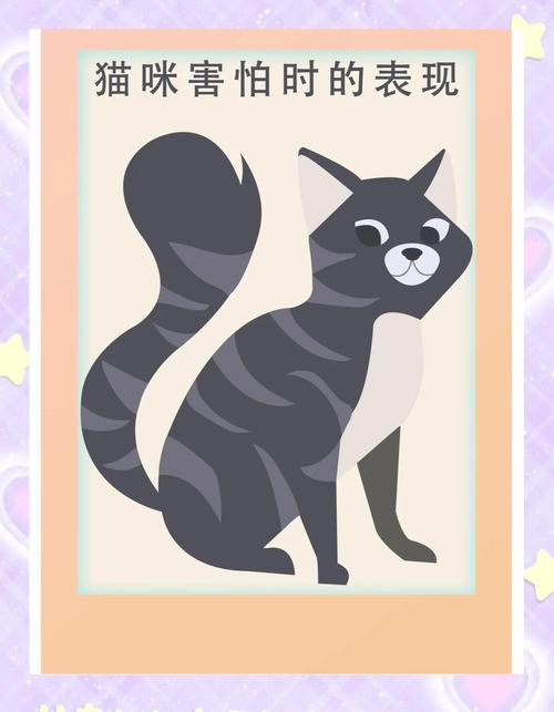 宠物猫害怕主人会有哪些表现?