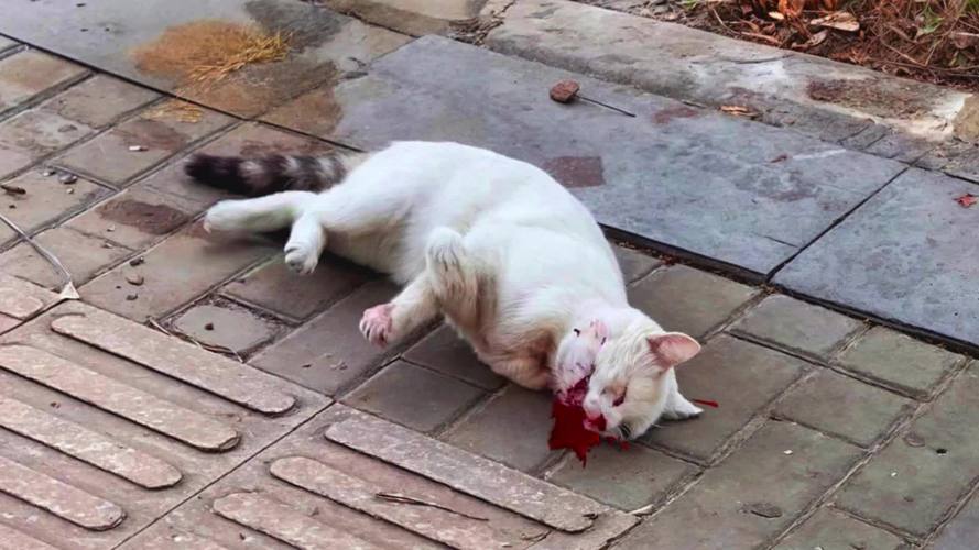 猫咪抽搐不停发抖